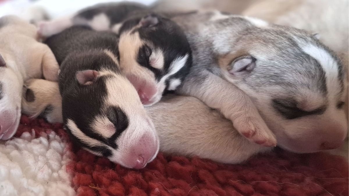 Élevage Husky