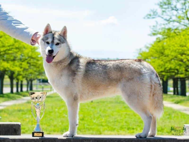 Ozalée, Husky sibérien