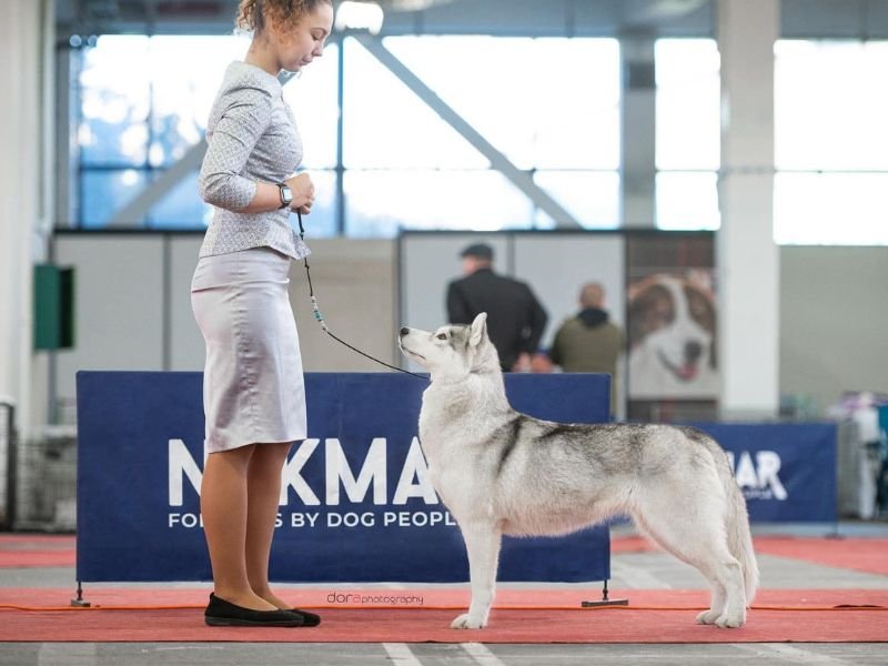 Queen, Husky sibérien