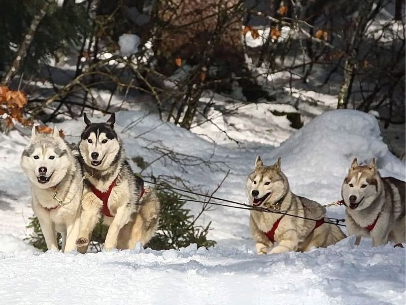 Compétition mushing Husky sibérien